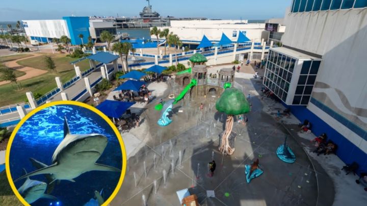 En este parque acuático de Texas puedes ver a un tiburón de cerca | VIDEO