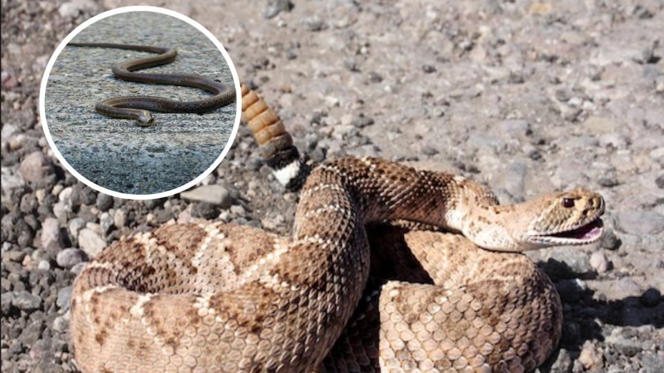 Las de cascabel salen en calor y pueden llegar a las casas