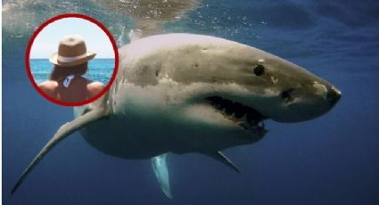 Temporada de tiburones: ¿qué debes hacer si te encuentras uno en la playa?