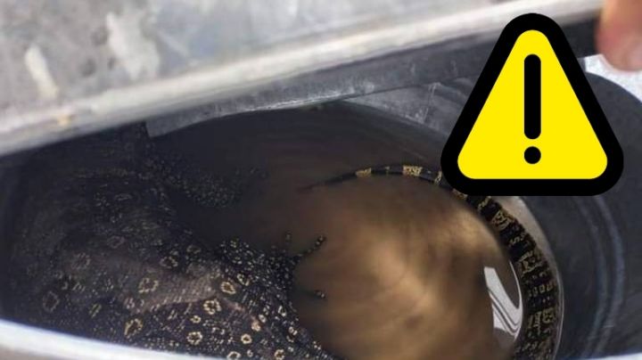 Encuentran en iglesia a raro y peligroso reptil  de 1.5 metros de largo