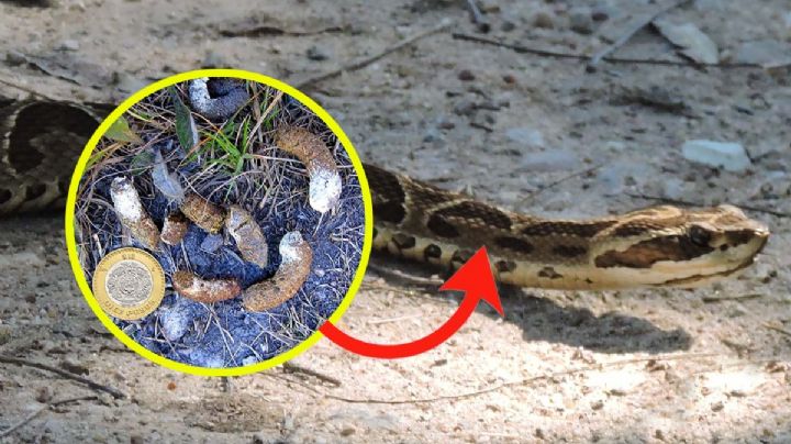 Canícula 2024: señales para detectar una víbora en casa o jardín