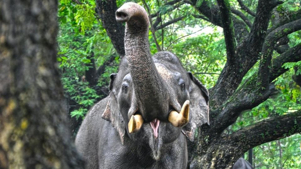 Elefante ataca a hombre hasta matarlo