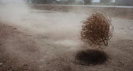 Salsola kali: rodadora, la planta rusa que se pasea por los caminos del Río Bravo