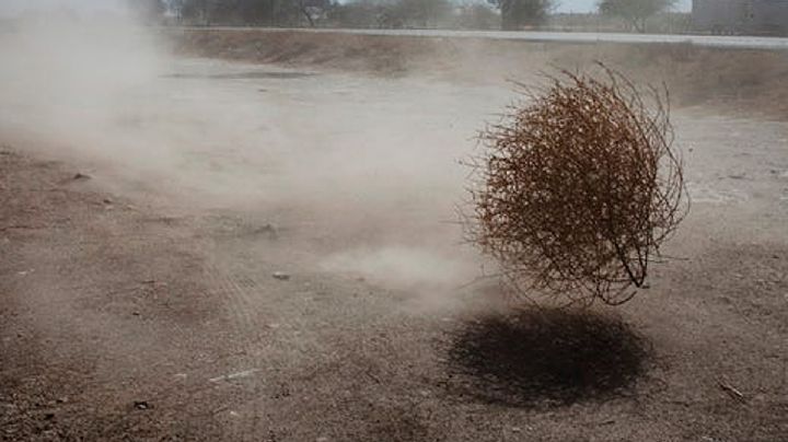 Salsola kali: rodadora, la planta rusa que se pasea por los caminos del Río Bravo