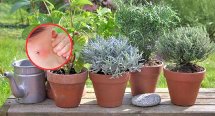 Estas plantas alejarán a los mosquitos de tu casa y jardín, son fáciles de conseguir