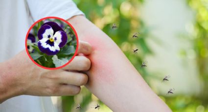 ¡Cuidado! Estas plantan atraerán mosquitos a tu casa y jardín, evítalas a toda costa