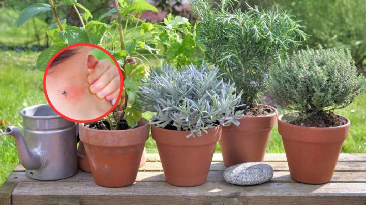 Estas plantas alejarán a los mosquitos de tu casa y jardín, son fáciles de conseguir