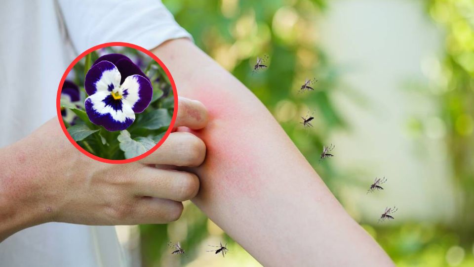 Estas plantan llaman a los mosquitos