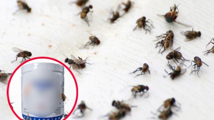 Atrae y mata a las moscas en minutos con este químico; lo venden en las veterinarias