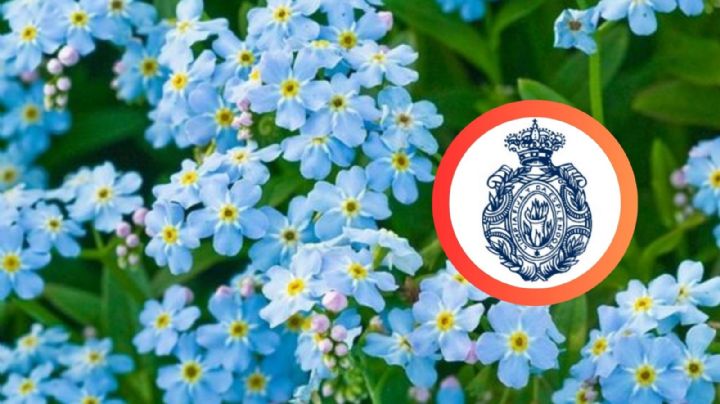 Sabes cuál es el diminutivo de la palabra 'flor', según la RAE; te lo decimos