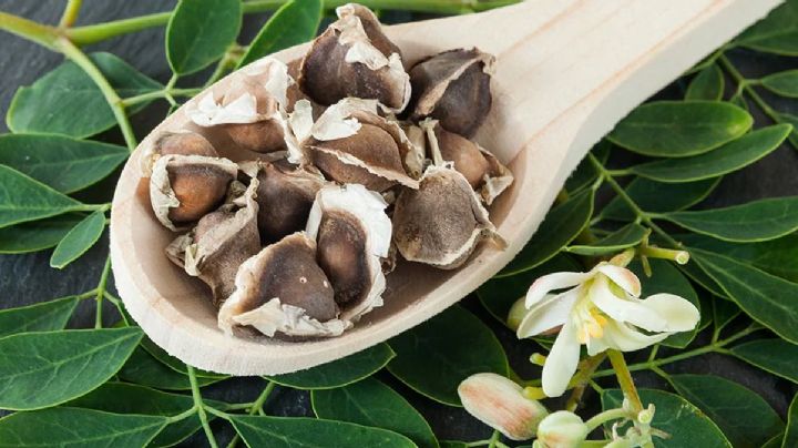 Moringa: ¿por qué no deben tomarla las mujeres embarazadas?