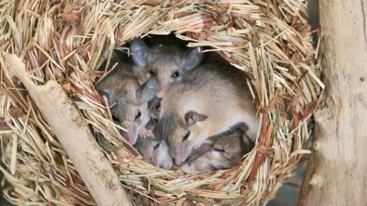 Descubre los nidos de ratas y ratones que tengas en tu hogar de manera rápida y fácil