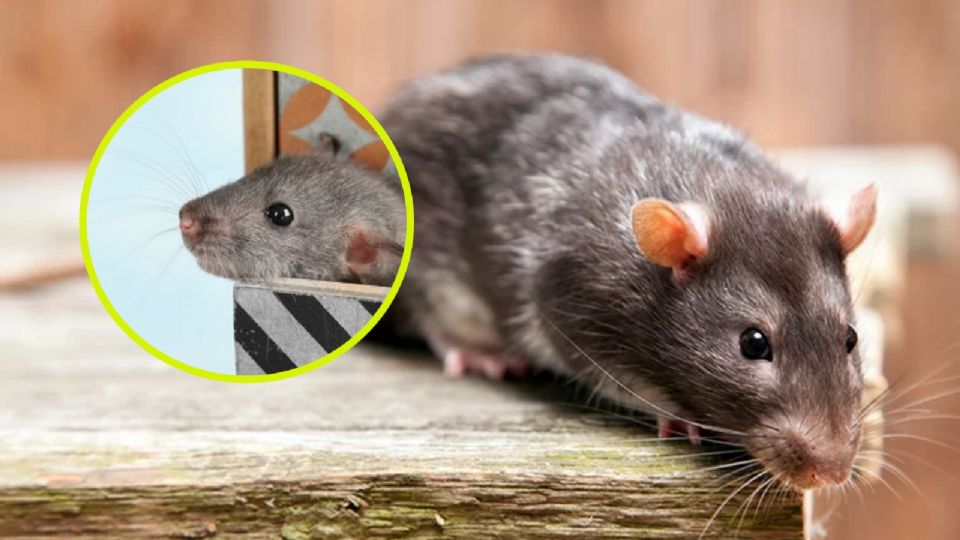 Las ratas son una peligrosa plaga