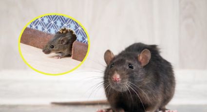 Aleja las ratas de tu casa con estos 5 olores, según expertos