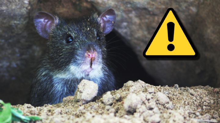 ¿Dónde hacen sus nidos las ratas? Busca en estos rincones de tu casa