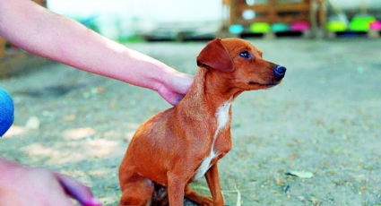 Multan a 27 por maltratar a mascotas