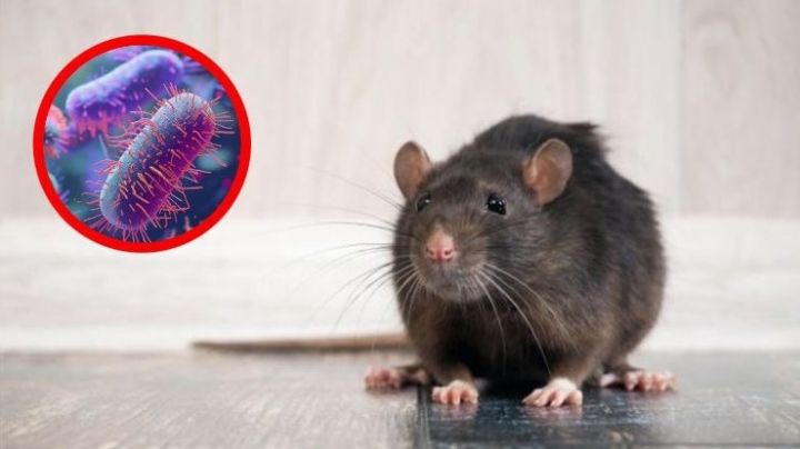 Estas son las enfermedades que las ratas pueden transmitir a los humanos