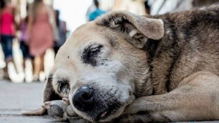 Alerta en Torreón por envenenamiento masivo de perros y gatos