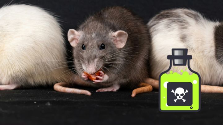 Este tipo de rata es 'inmune' a los venenos; esta es la explicación de los expertos