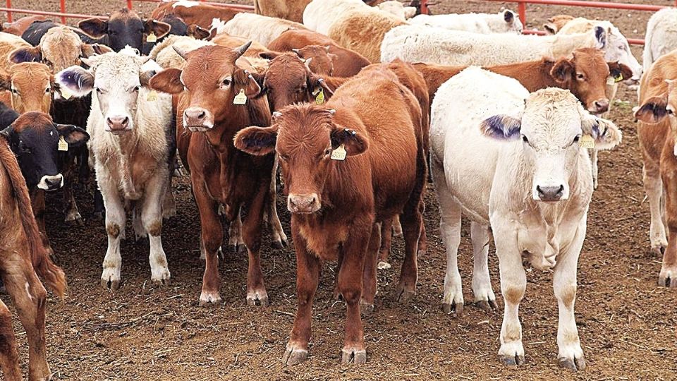 Los ganaderos, al contrario de las presas, sí recibieron bastante agua y en el campo hay suficiente alimento para sus animales.