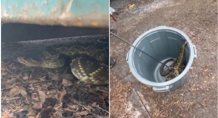 Rescatan a serpiente de cascabel de cola negra en la CDMX; se escondía en este lugar | VIDEO