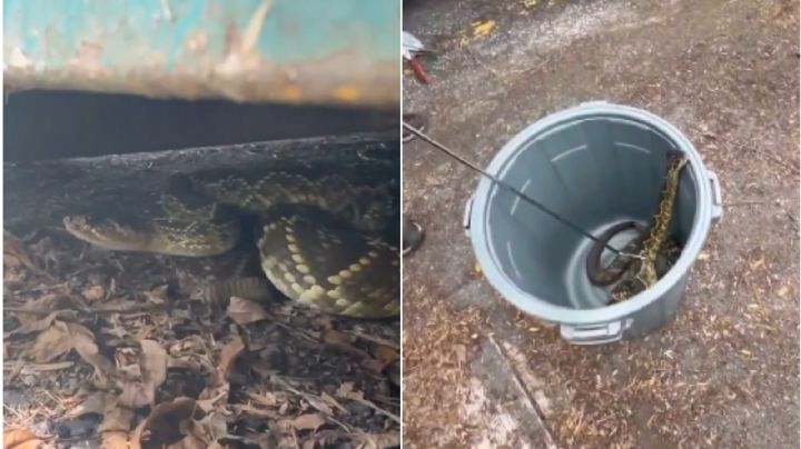 Rescatan a serpiente de cascabel de cola negra en la CDMX; se escondía en este lugar | VIDEO