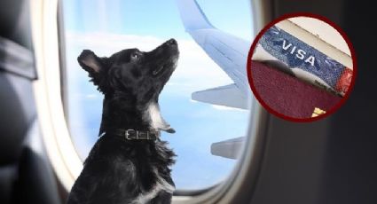 Visa ¿para perros?: estos son los requisitos para que tu mascota pueda viajar contigo a EU