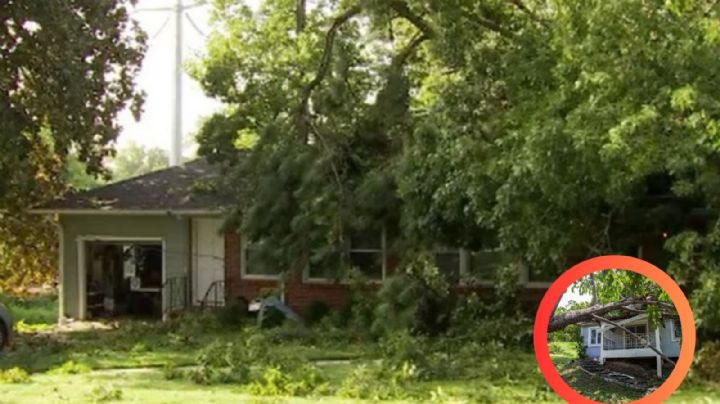 Terrible accidente: longevo árbol cae sobre casa; niño de 5 años está gravemente herido