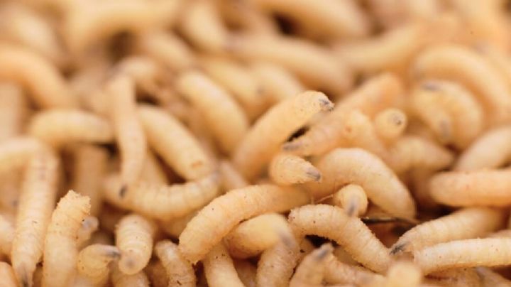 Usan larvas de mosca para curar heridas complicadas, ¿por qué es una alternativa médica efectiva?