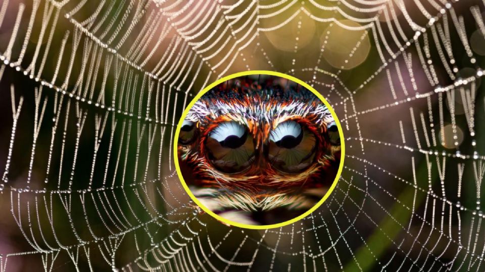 Hay una araña de gran tamaño que tiene un aspecto aterrador