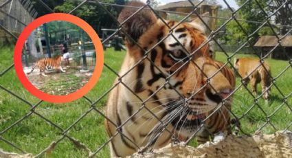 Mujer intenta jugar con tigre siberiano; casi le arranca la mano en zoológico | VIDEO