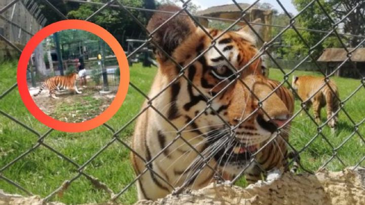Mujer intenta jugar con tigre siberiano; casi le arranca la mano en zoológico | VIDEO