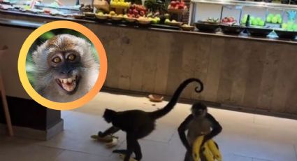 Monos araña roban plátanos en un hotel y desatan risas entre los comensales | VIDEO