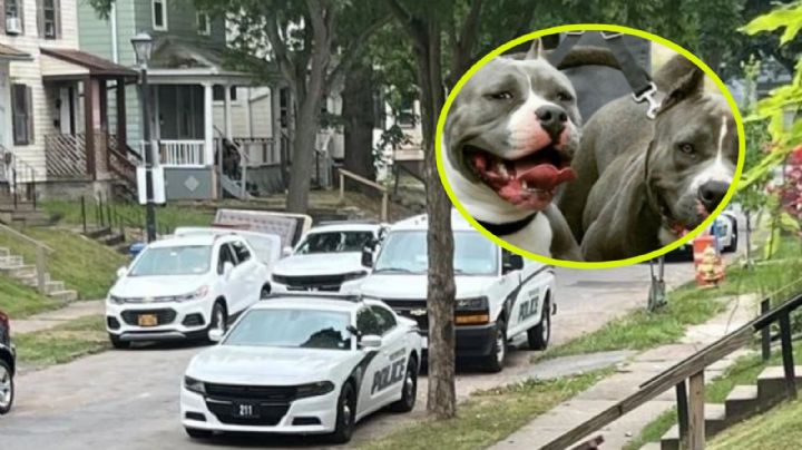 Pitbulls matan a bebé de tres meses, mientras sus papás fumaban marihuana; son acusados