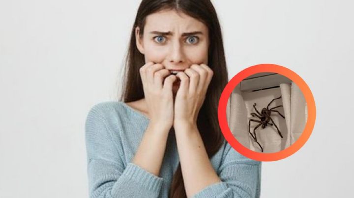 Esta es la araña gigante que logró sobrevivir a la extinción; tiene el tamaño de un ratón