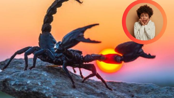 ¿Cuál es más letal?, ¿hay diferencias entre un alacrán y un escorpión?
