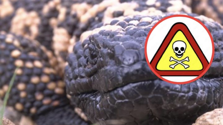 El verdadero monstruo que habita los desiertos de México; descúbrelo