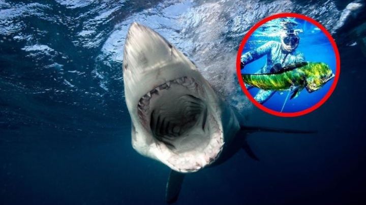 ¡Brutal ataque!: tiburón decapita a querido adolescente; había salido a pescar
