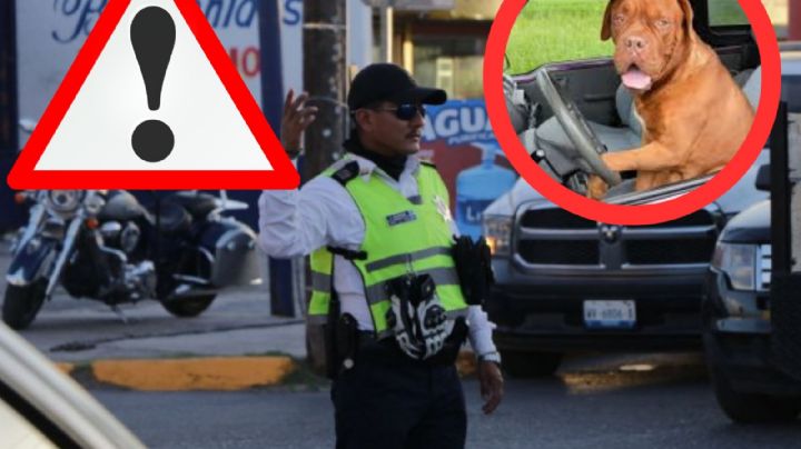 Tamaulipas: esta es la multa por llevar a tus mascotas al frente en tu vehículo