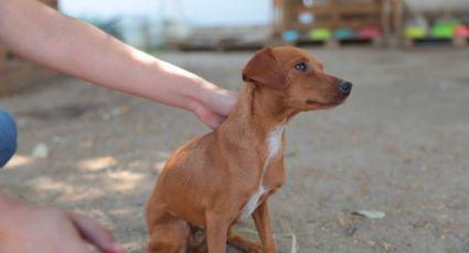 Nuevo Laredo: COMUSA invita a adoptar mascotas y no comprarlas