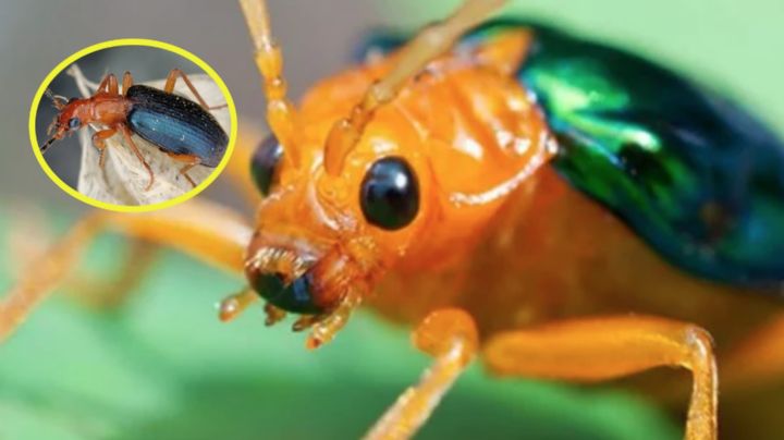 Escarabajo bombardero: ¿Qué es lo que puede pasar si lo toco o aplasto?