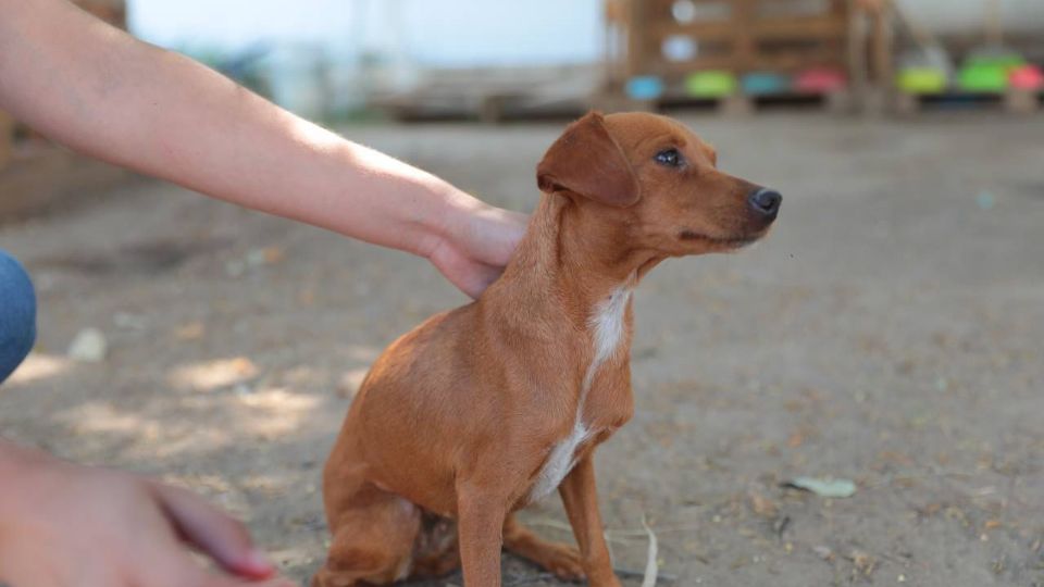 Hay animalitos disponibles para adoptar