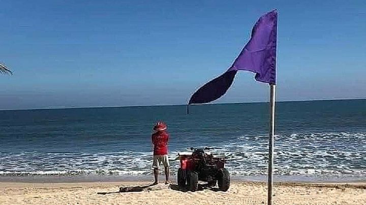 Playa Miramar: cocodrilos y 'aguasmalas' obligan a autoridades a colocar banderas moradas