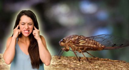 Temporada de chicharras: ahuyéntalas de tu jardín con estos sencillos consejos