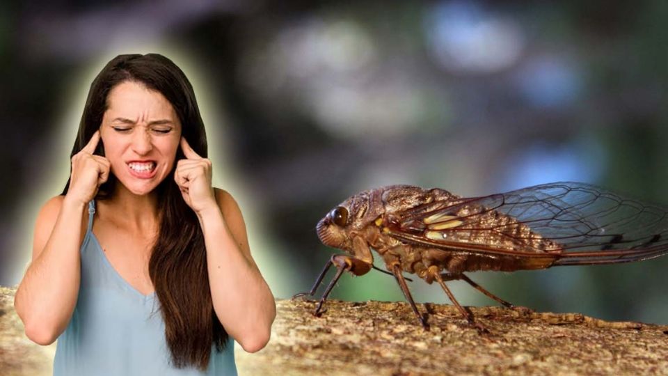 Las chicharras tienen un canto ensordecedor.