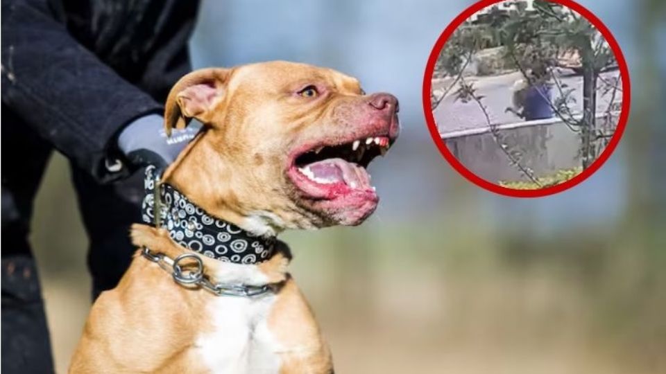 El ataque del pitbull provocó que una de las perritas muriera.