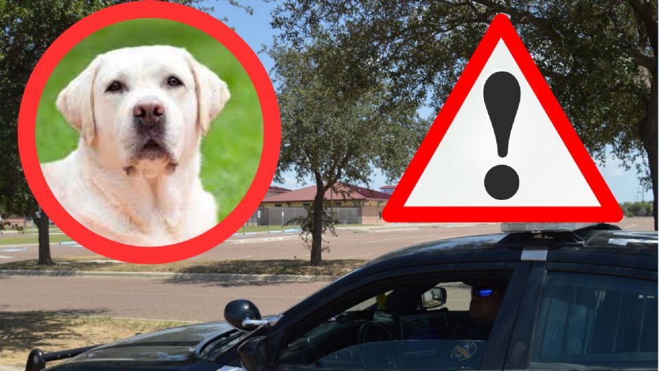 Las autoridades determinaron que eran perros los animales que salían en el video y no pumas