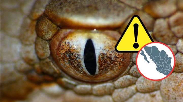 La serpiente más venenosa de México habita en esta zona; descubre cuál es