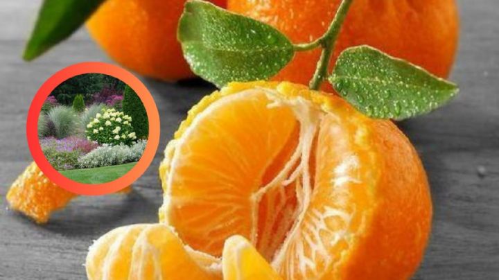 Transforma tu jardín: este es el truco inflalible con cáscaras de mandarina