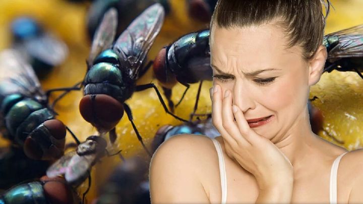 Esta planta atrae muchas moscas en este verano, así las alejas